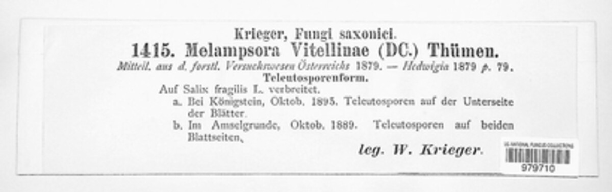 Melampsora salicis-albae image